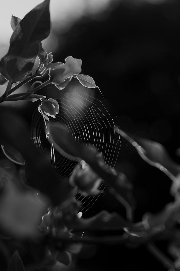 Detailed close-up of a spider web among plant leaves in black and white.